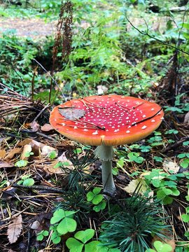 Red poisonous mushroom in the forest view  