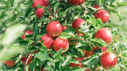 Apple fruits growing on an apple tree branch
