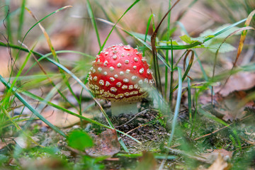 Toxic mushroom Amanita