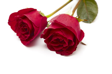 Two red rose on white background