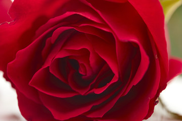 red rose on white background