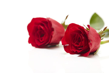 Two red rose on white background