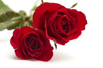 Two red rose on white background - obrazy, fototapety, plakaty
