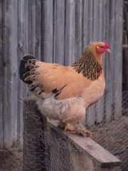 Brahmen Hen