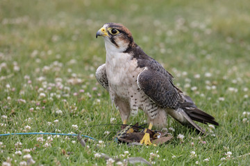 Falcon Over Lure