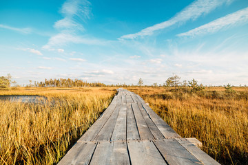 Swampy swampy water landscape. Arable panorama of the marsh land. A view of the swamp. Beautiful nature.