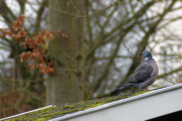 Pigeon ramier