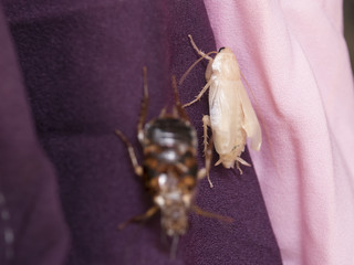 new cockroach molting is still white.
