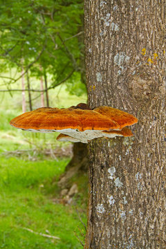 Velvet fungus, also known as Shaggy bracket, growing on Common ash, exuding liquid droplets