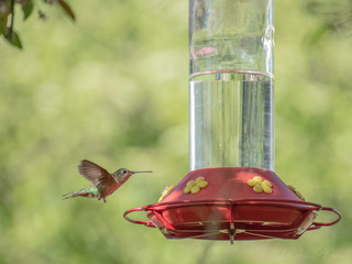 hummingbird feeding on feeder