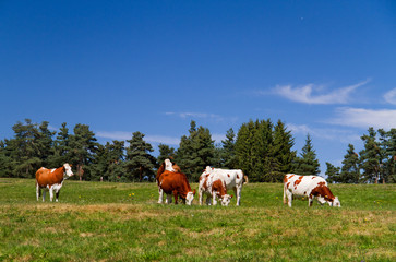 Fototapeta na wymiar Brown and white cows in a meadow under a blue sky in southern France