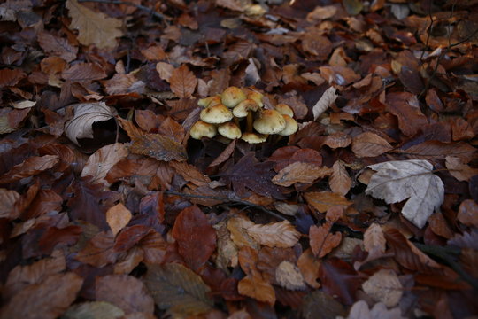 autum mushroom 