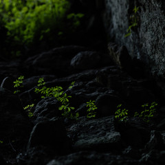 illuminated flowers in a dark cave