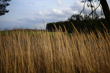 field to be harvested