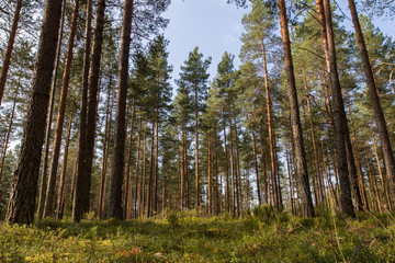 view of the pine trees from below, pine forest
