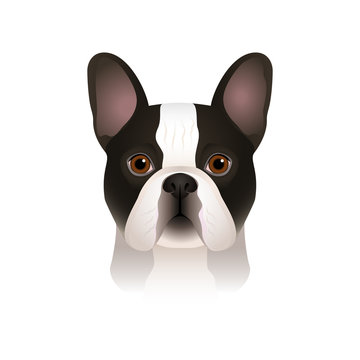 Isolated colorful head of spotty french bulldog on white background. Flat cartoon breed dog portrait.