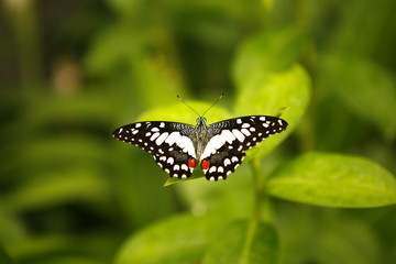 butterfly with open wings