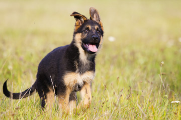 German Shepherd Puppy Runs On The Grass