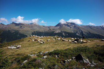 Vaches à l'alpage#2