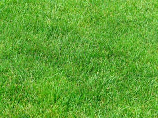 Green grass background lawn pattern textured background