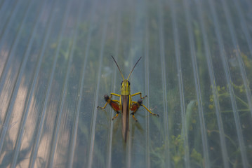 A green grasshopper with red hind legs is sitting on a plastic surface.