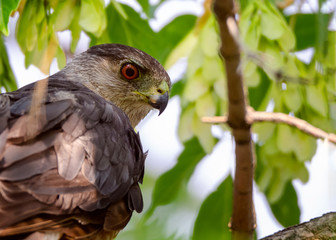 Sharp-shinned Hawk