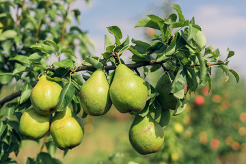 Pear fruits growing on an pear tree branch