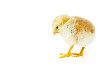 Fototapeta premium Tiny yellow chicken