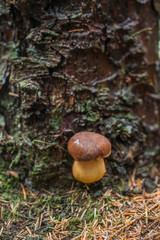 Grzyb w lesie
