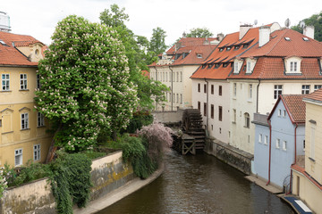 Fototapeta na wymiar street of Prague. trees and houses with red roofs along the river