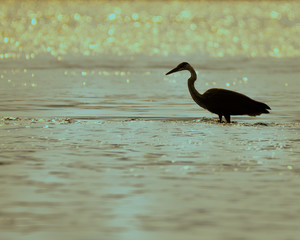 Great Blue Heron Fishing