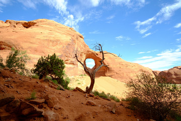 Monument Valley Tree in front of Hole in Rock
