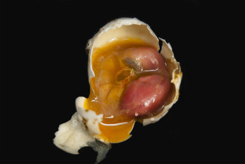 The dead embryo of a pigeon's bird. In the egg