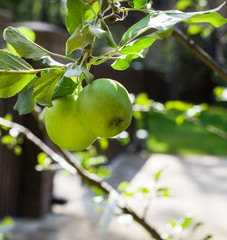 two green apples are on the branch of a tree, green apples in the garden