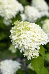 white blooming hydrangea branch (close up and vertically)