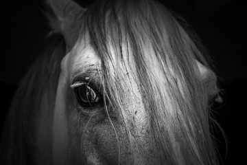 Horse eye