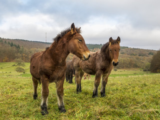 Obraz premium Close picture of two Ardennes foals in a Belgian pasture on a rainy November day