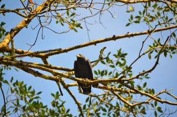 Mangrove Black Hawk