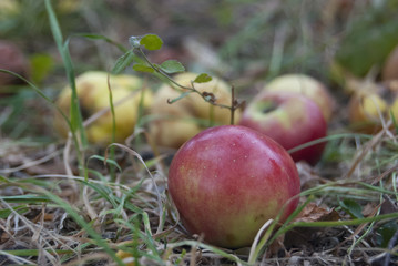A red apple lies on the ground, in the grass, against a background of yellow apples