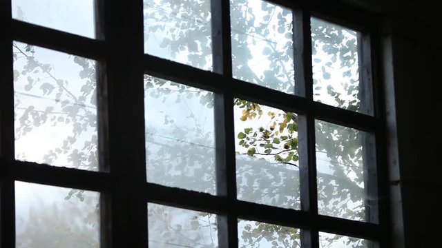 View from an old broaken window on a tree in factory