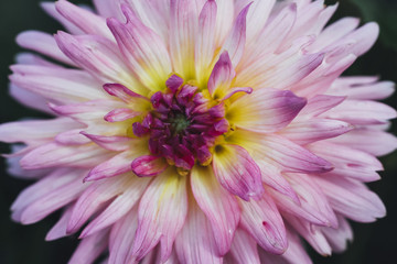 colourful spring flowers