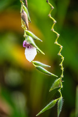 White and purple flowers focus green petals the chandelier hanging in the air.