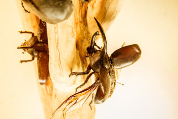 Beetle on display at La Paz Waterfall Gardens in Costa Rica