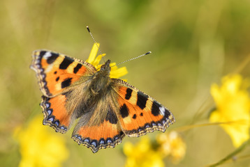 Small Tortoiseshell butterfly - Aglais urticae, beautiful colorful butterfly from European meadows and grasslands.