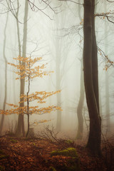 Kleiner Baum im Nebel