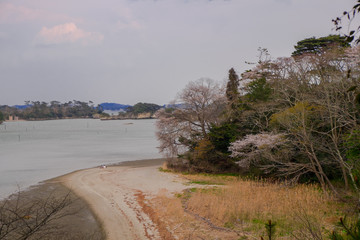 Stunning view of various trees, sakura and shore in the front and in the background the sea and small islands from Fukuura island, Matsushima, Japan