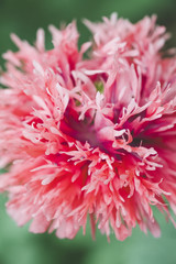 Fototapeta premium colourful spring flowers