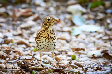 Song thrush (Turdus philomelos) sitting on the ground