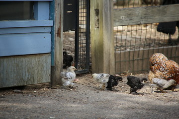 Animaux