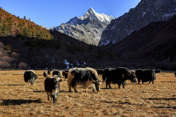Chenadorje, holy snow mountain in Daocheng Yading Nature Reserve - Garze, Kham Tibetan Pilgrimage region of Sichuan Province China. Yaks grazing and eating grass, Snow Mountain Summit, Winter Scenery